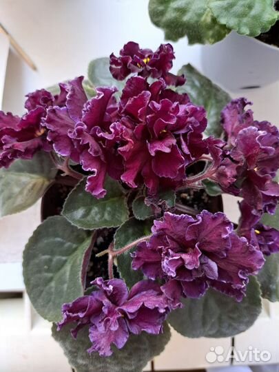 Фиалки сортовые