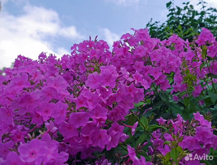 Многолетники в саду