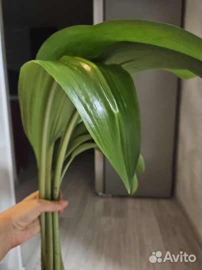 Эухарис амазонская лилия
