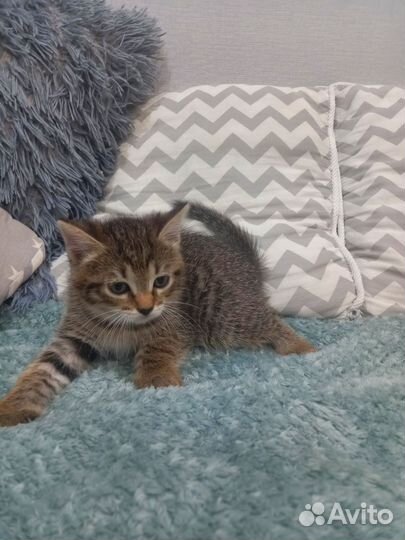 Отдам котят