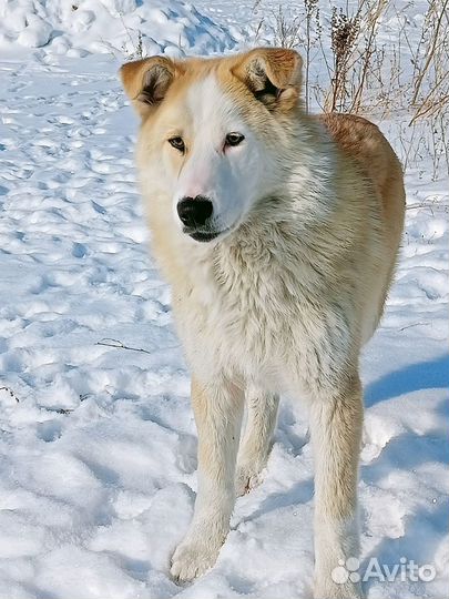 Собака в добрые руки