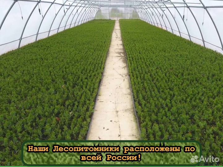 Сеянцы ели и сосны зкс