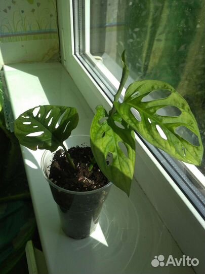 Монстера манки маск