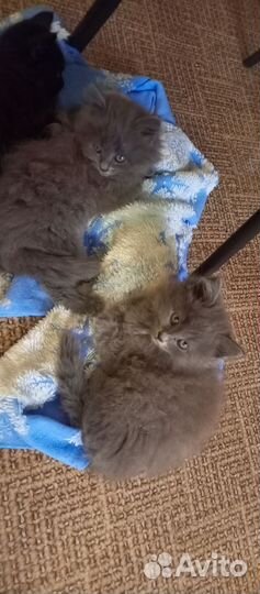 Кошка бесплатно