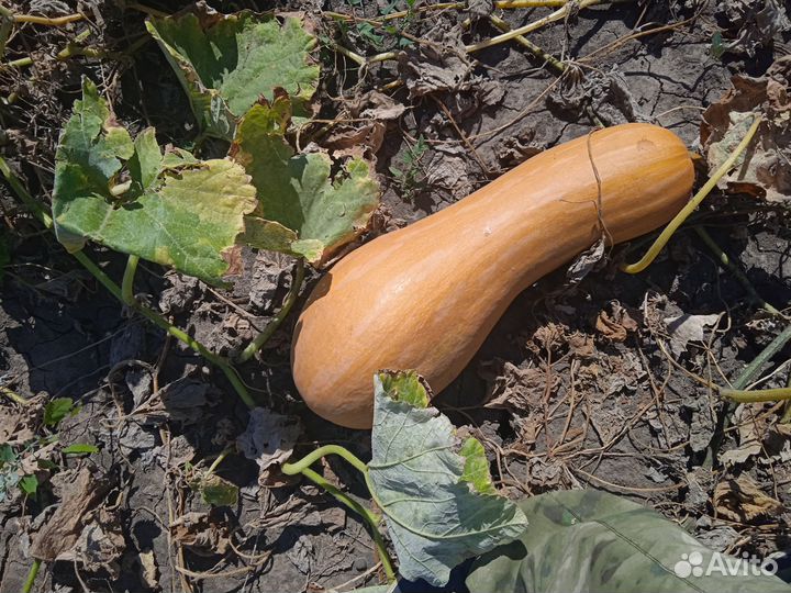 Семена тыквы Прикубанская