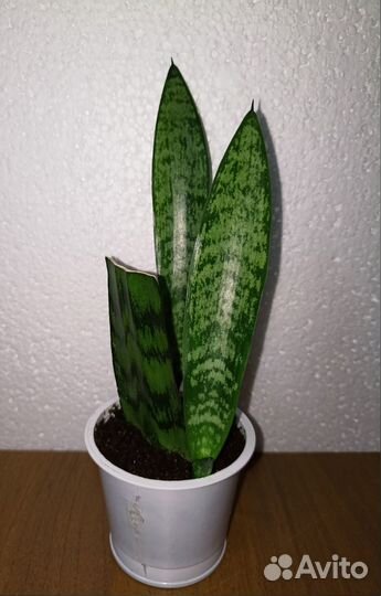 Сансевиерия Щучий хвост Тёщин язык