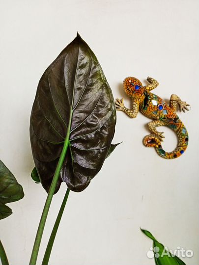 Алоказия Ред секрет/Регал Шилдс/ Лоу райдер