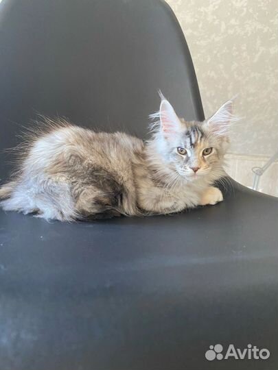 Мейн-кун котята