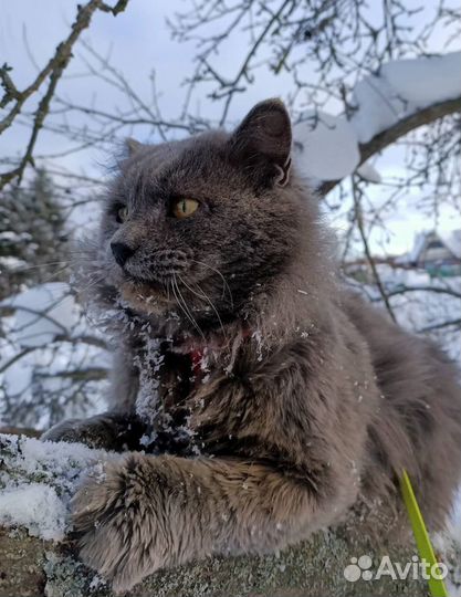 Кот в добрые руки