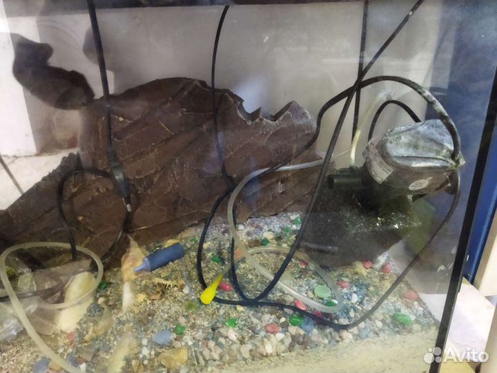 Черепаха с аквариумом