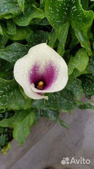 Клубни каллы Пикассо