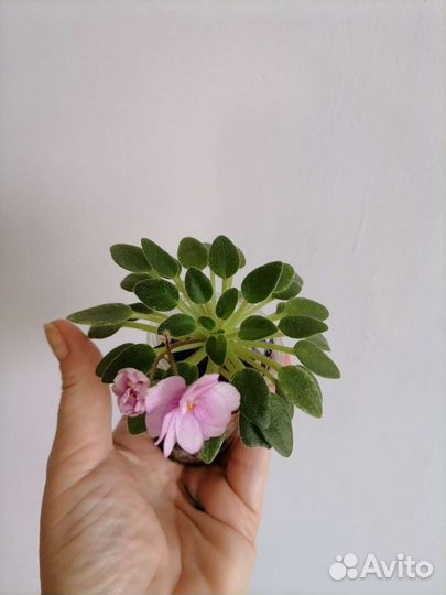 Мини фиалки