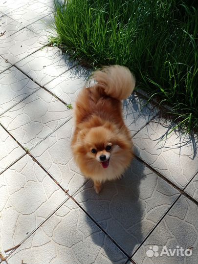 Померанский шпиц мини