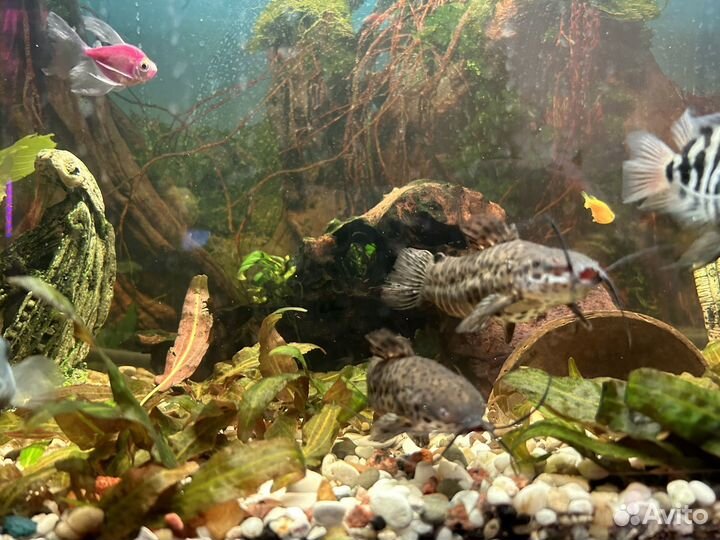 Аквариум 80 литров