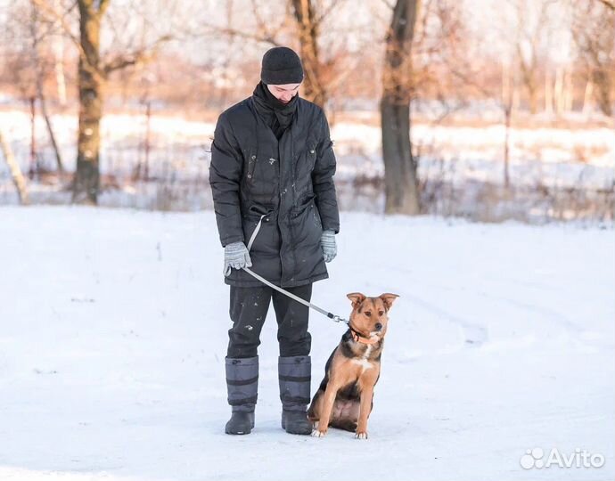 Собака в добрые руки
