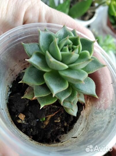 Суккуленты: седум (2 вида), эониум, эхеверия