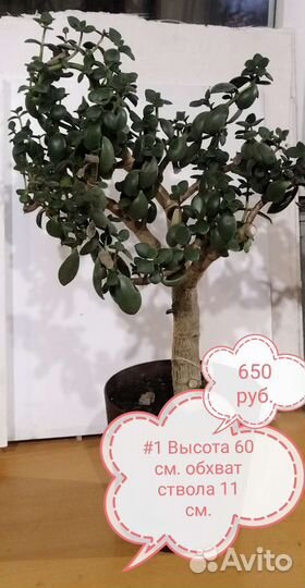 Толстянка- денежное дерево