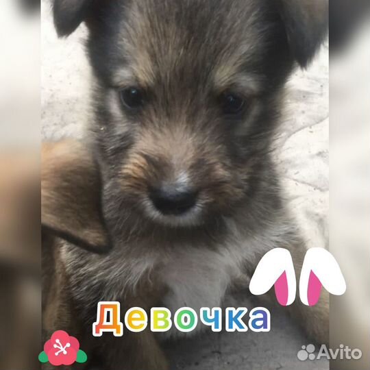 Собаки бесплатно