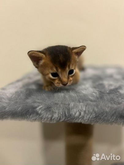 Абиссинские котята