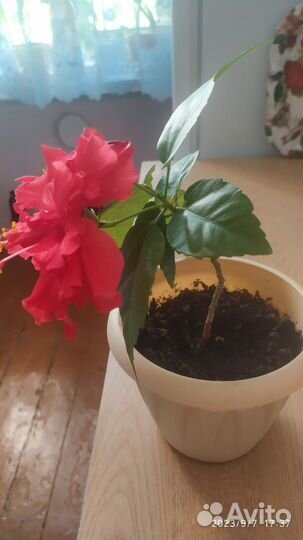 Гибискус китайская роза, махровая, ярко-красная