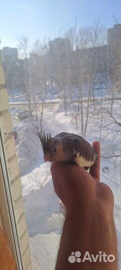 Пара попугаев карелл