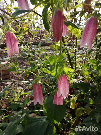 Колокольчики