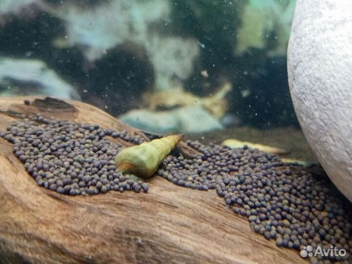 Улитки Геркулес