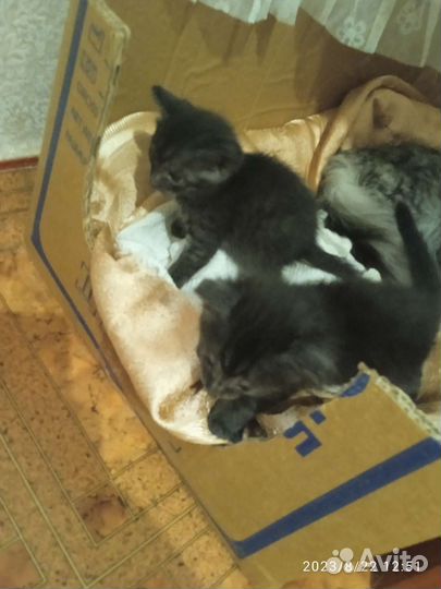 Котики в дар