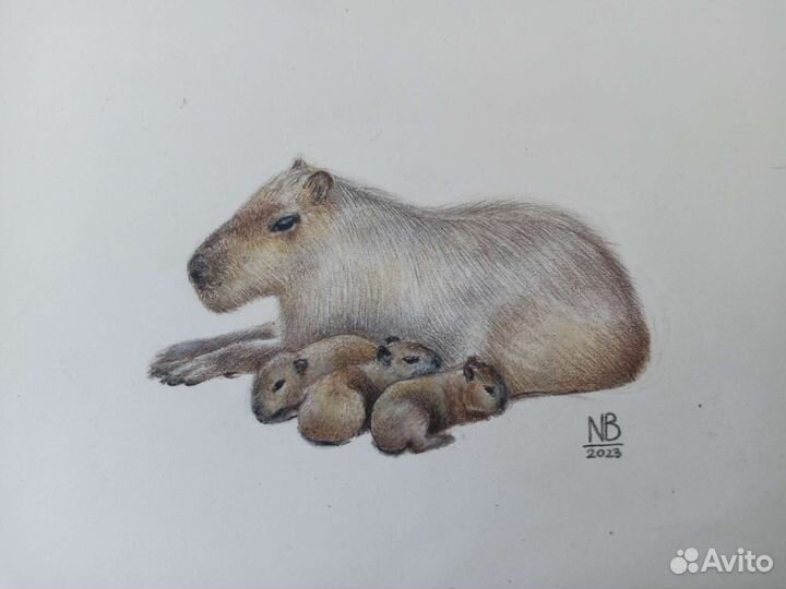 Капибара рисунок