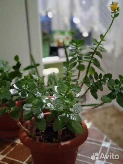Комнатные цветы