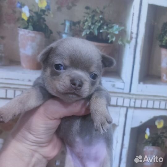 Щенки чихуахуа