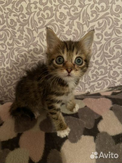 Котик бесплатно