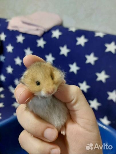 Сирийский хомяк