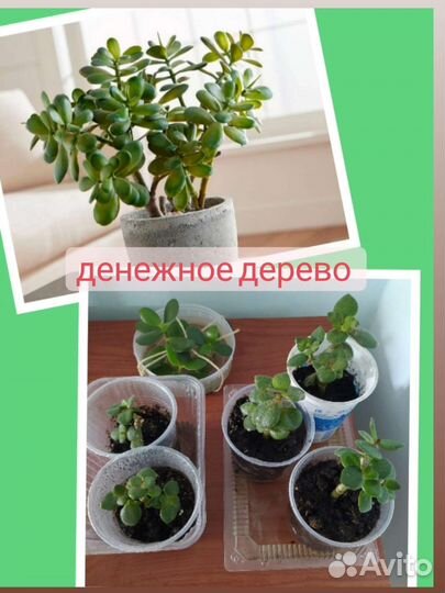 Комнатные цветы