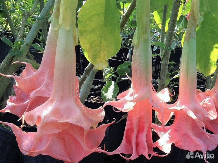 Бругмансия