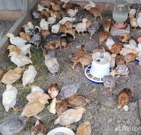 Куры молодки