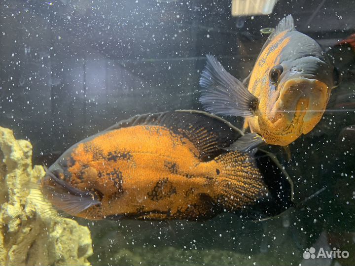 Астронотусы