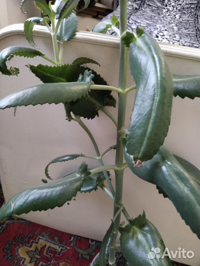 Продам растения