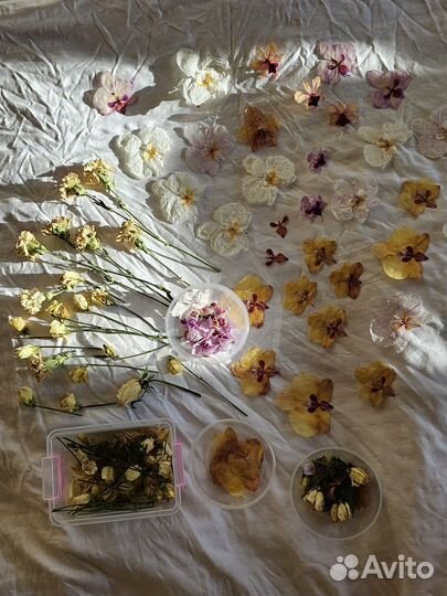 Сухоцветы для творчества Орхидеи Розы Гербарий