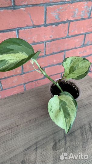 Сциндапсус Хеппи лиф