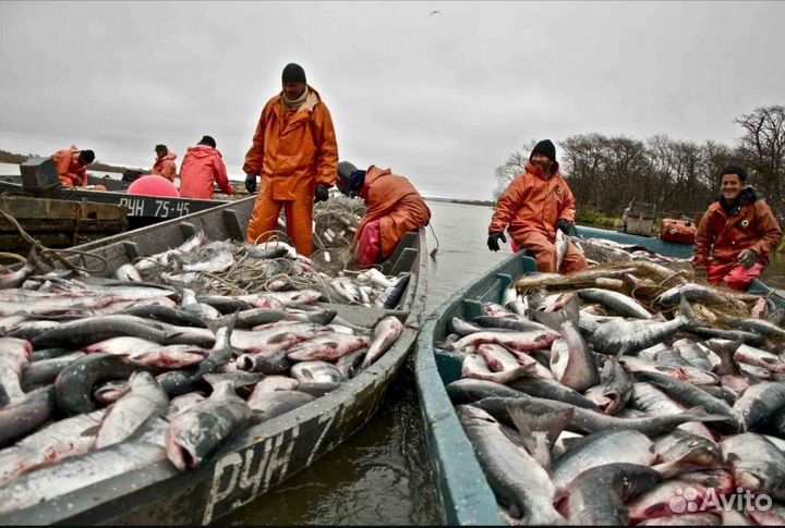 Обработчик рыбы