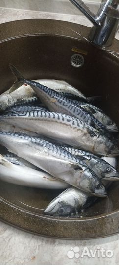 Скумбрия холодного копчения