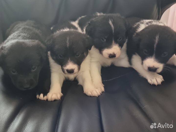 Щенки