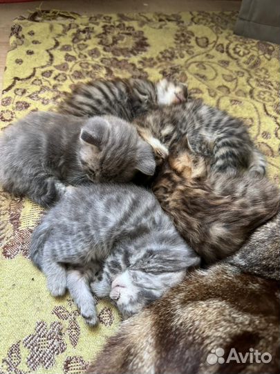 Шотландские котята