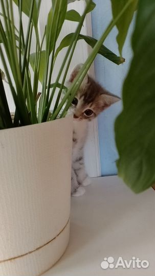 Котята вислоухой британки