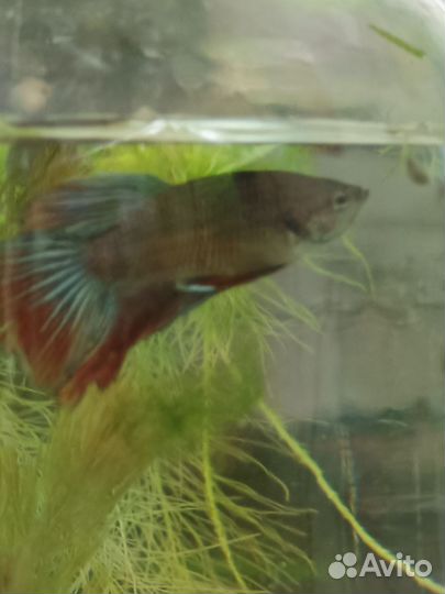Рыбка петушок самец