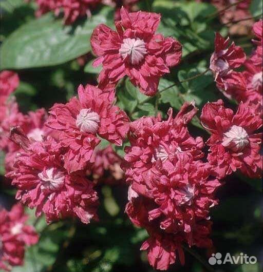 Растения для сада