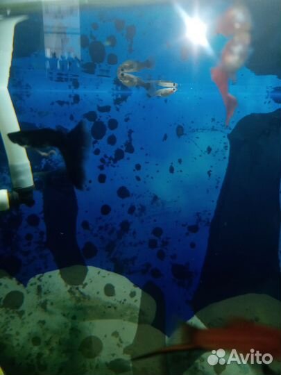 Рыба гуппи чёрный монарх