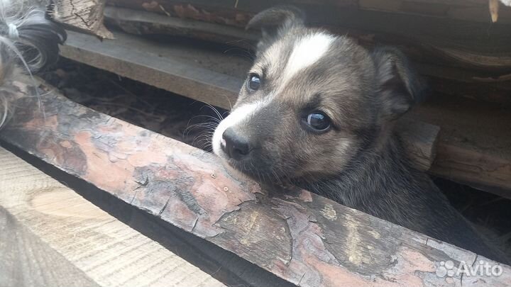 Маленькая собака в добрые руки