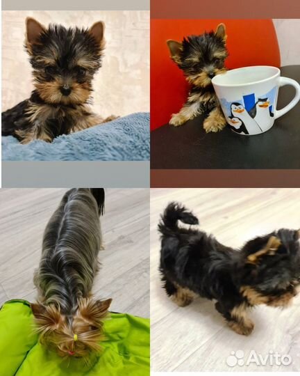 Йорки мини девочки и мальчики